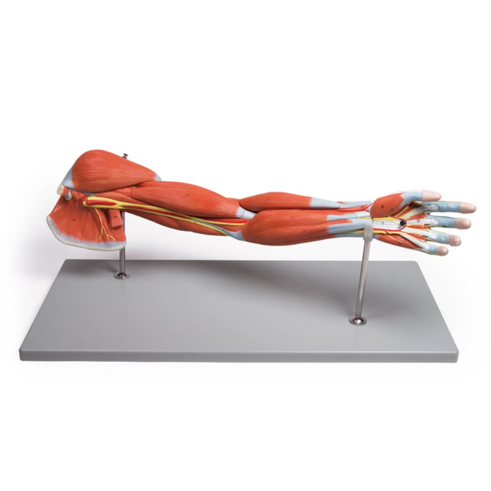 anatomija roke karpalni kanal